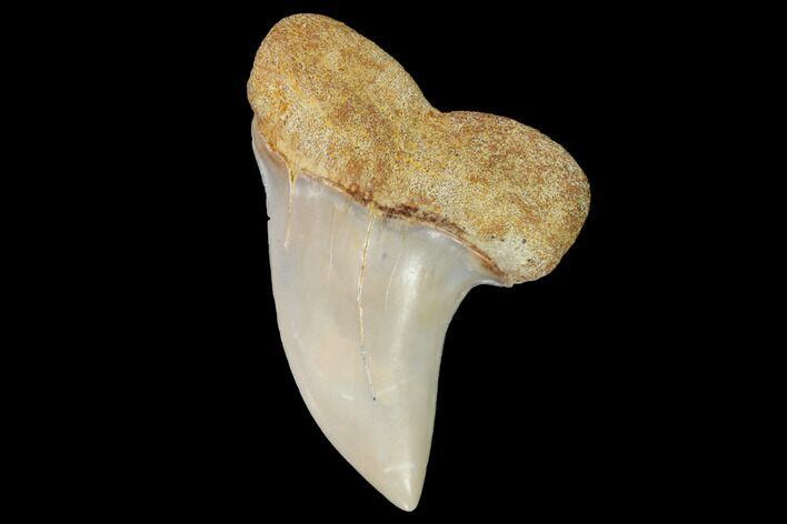 Fossil Shark (Carcharodon planus) Tooth - Sharktooth Hill, CA #94672